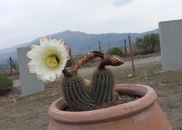 Los Cactus