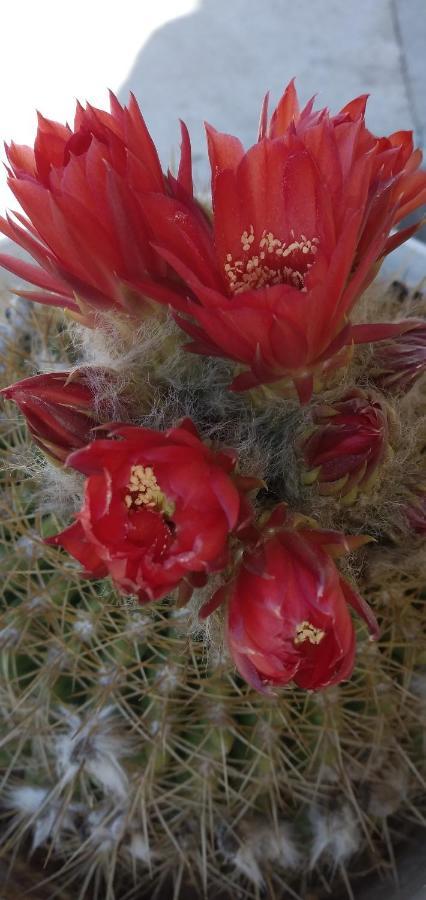 Holiday home Cactus Tafi del Valle