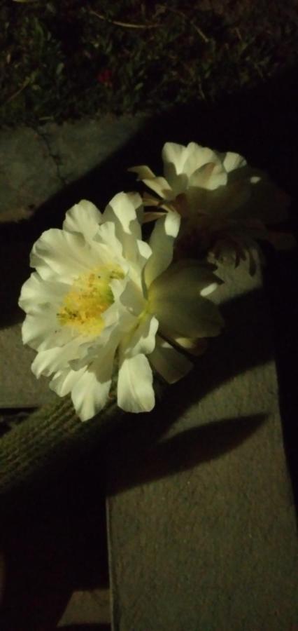 Cactus *
